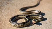 snake removal columbia md