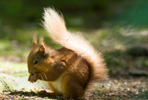 squirrel removal columbia maryland