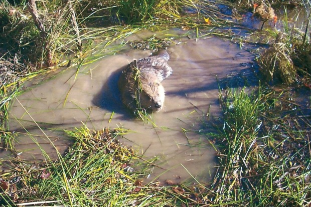 Beaver Trapping and Control in MD, DC, VA