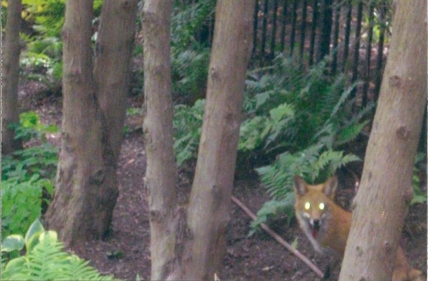 Fox Trapping, Removal, Control in MD, DC, VA