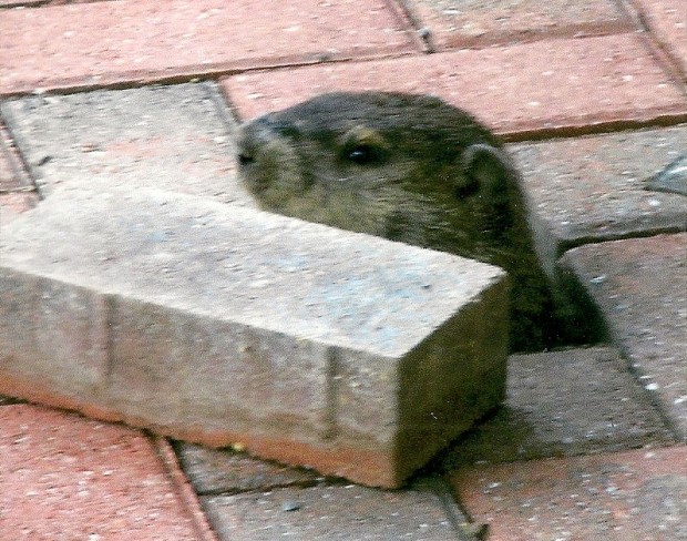 Groundhog Trapping, Removal, Control in MD, DC, VA