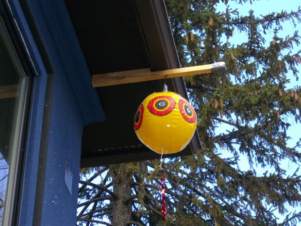 Bird Control, Proofing, Exclusion in MD, DC, VA