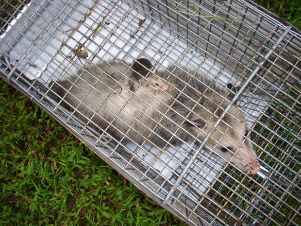 Oppossum Trapping, Control Possums in MD, DC, VA
