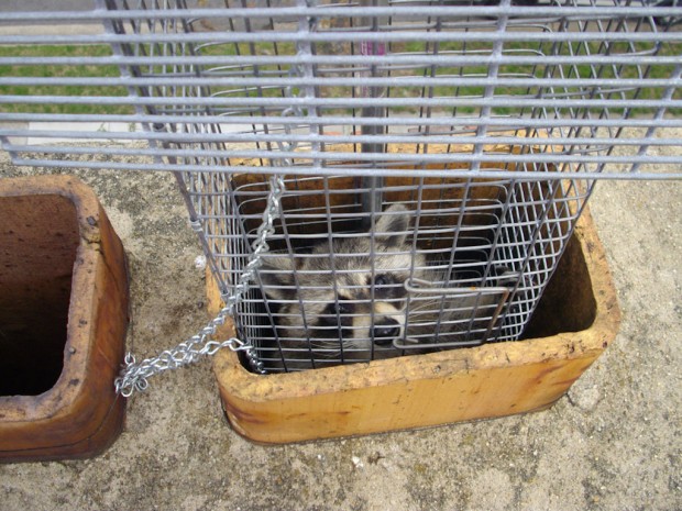 Raccoon Trapping, Removal, Control in MD, DC, VA
