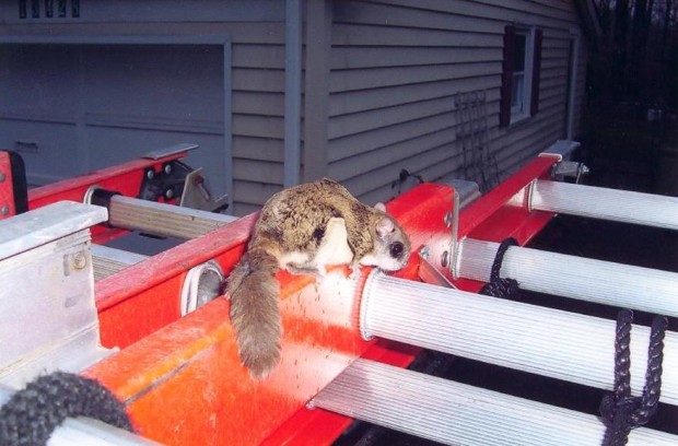 Squirrel Trapping, Removal, Control in MD, DC, VA