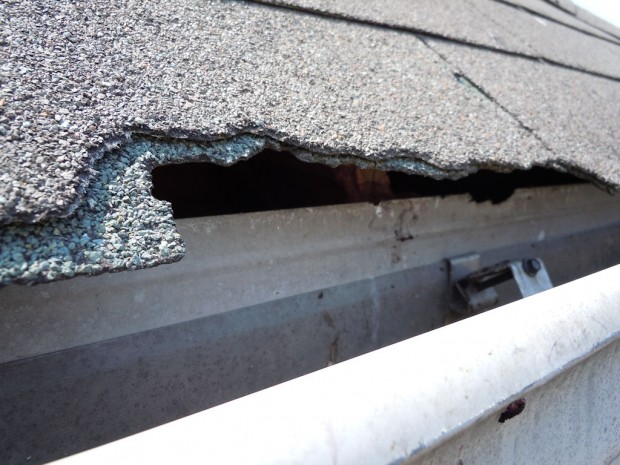 Damage caused by Wildlife