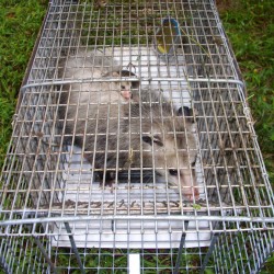 Trapping Opossums in MD, DC, VA