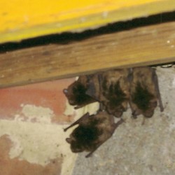 Bat Control and Removal MD, DC, VA