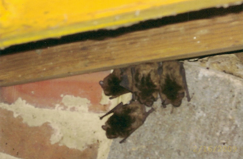 Bat Control and Removal MD, DC, VA