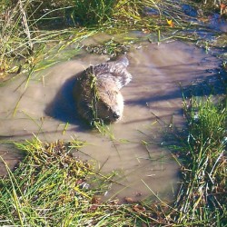 Beaver Trapping and Control in MD, DC, VA