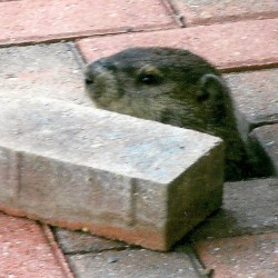 Groundhog Trapping, Removal, Control in MD, DC, VA