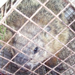 Groundhog Trapping in MD, DC, VA