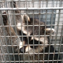 Raccoon Problems MD, DC, VA