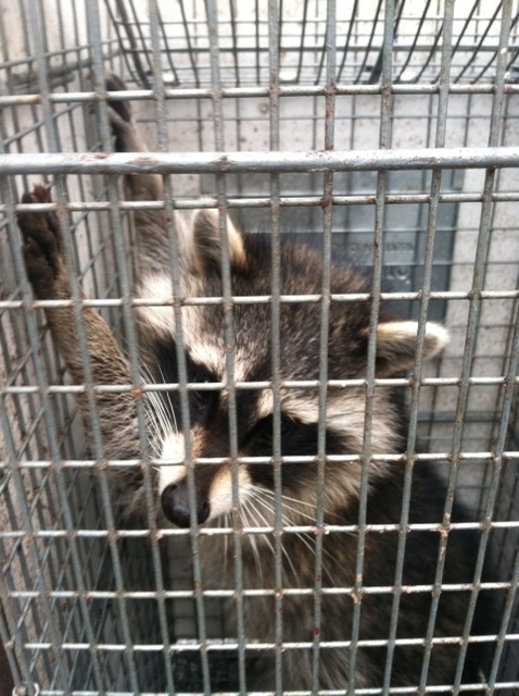 Raccoon Problems MD, DC, VA