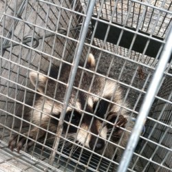 Raccoon Control and Removal in MD, DC, VA