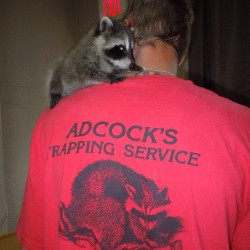 Raccoon Problems in Maryland, Washington DC and Northern Virginia