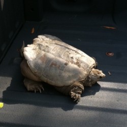 Trapping Snapping Turtles