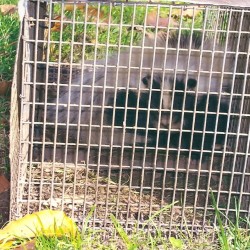 Skunk Trapping in Maryland, Washington DC and Virginia