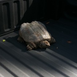 Snapping Turtle Control