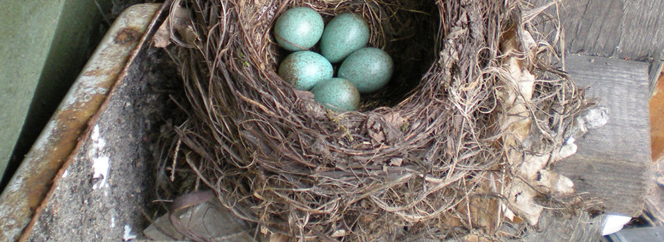 Shreveport Bossier City Bird Control