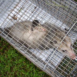 Oppossum Trapping, Control Possums in MD, DC, VA