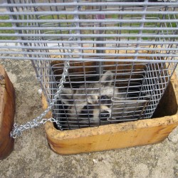 Raccoon Trapping, Removal, Control in MD, DC, VA