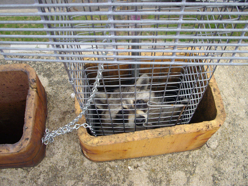 Raccoon Trapping, Removal, Control in MD, DC, VA