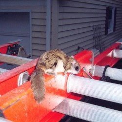 Squirrel Trapping, Removal, Control in MD, DC, VA