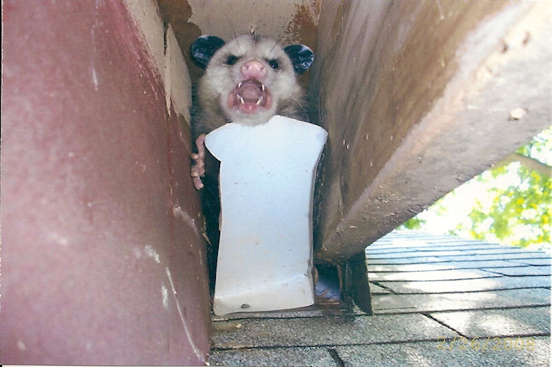 Oppossum Trapping Control Possums